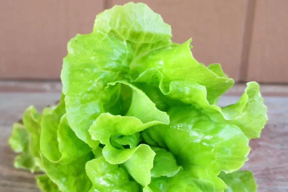 Tom-Thumb Leaf Lettuce Seeds - Heirloom Compact Variety for Home Gardening - Lactuca sativa 'Tom Thumb' - Non-GMO Seed Packet