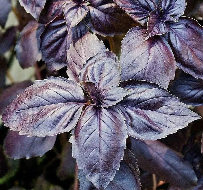 Purple Basil Seeds 200+ Non-GMO Culinary Herb Spice Ocimum basilicum 'Purpurascens' for Garden & Kitchen