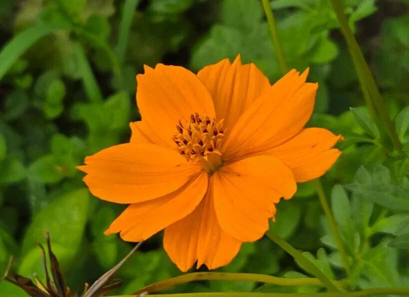 Cosmos Seeds | 25 Pack | Yellow & Orange Blooms | Cosmos sulphureus | Butterfly Attracting | Florida Grown
