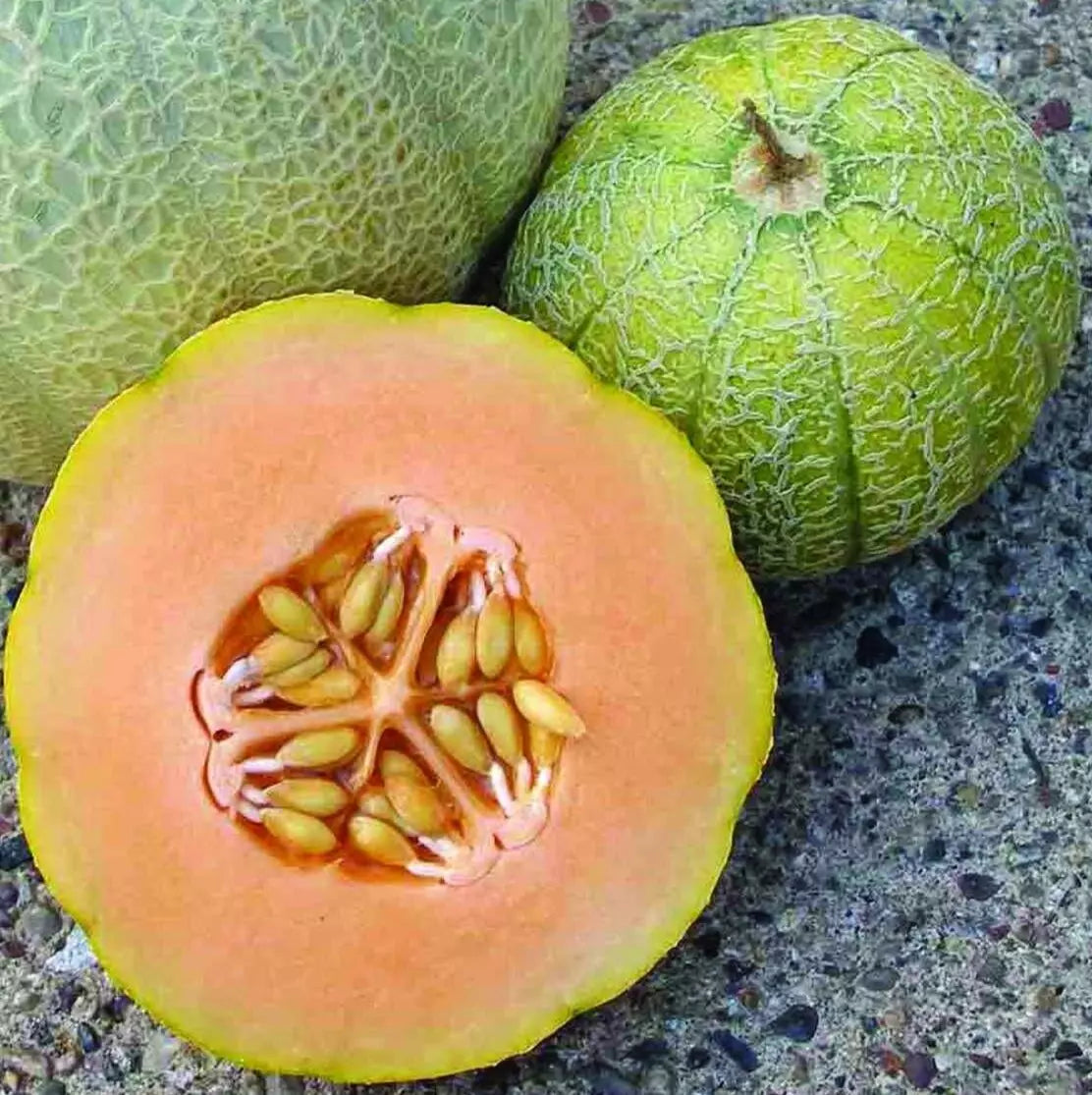 Minnesota Midget Melon Seeds 50+ Heirloom Cantaloupe Cucumis melo - Sweet, Compact Variety for Small Gardens
