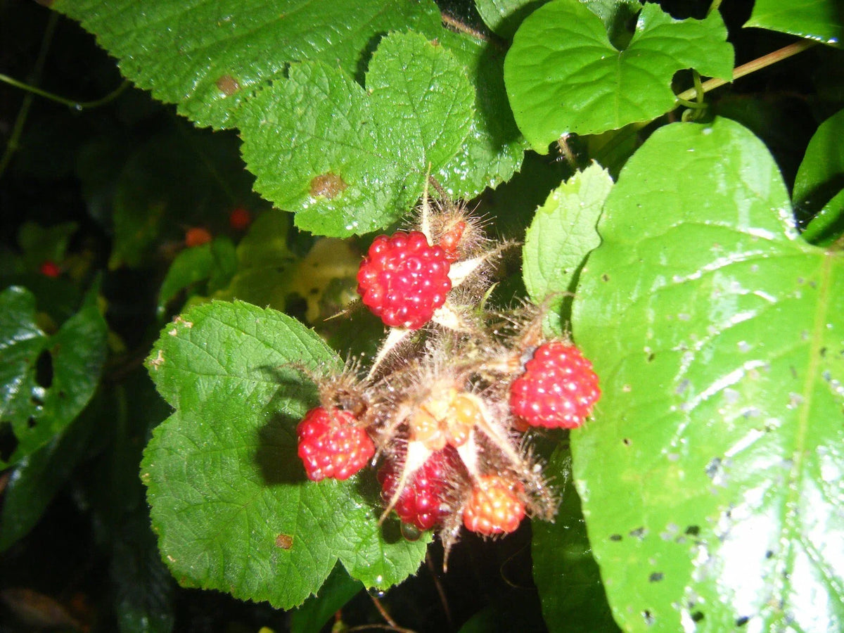 Live Japanese Raspberry Plants - 5 Inch - Rubus japonicus - 3 Pack - Fresh Rooted Growth for Home Gardening and Containers