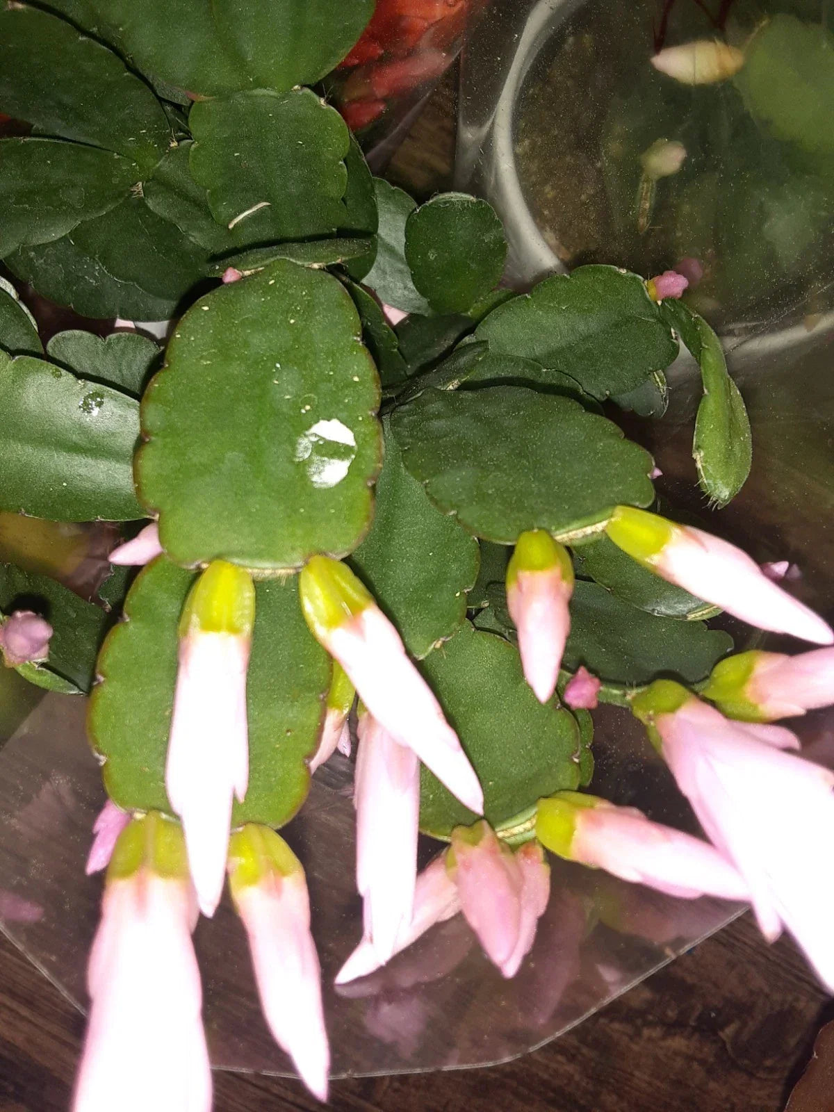 Light Pink Easter Cactus Cutting - Hatiora gaertneri - Easy Propagation for Indoor Gardening