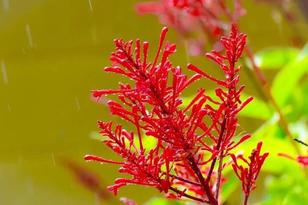 Chilean Fire Bush Seeds - 20 Pack - Embothrium coccineum - Hardy Perennial with Vibrant Red Flowers - Attracts Pollinators