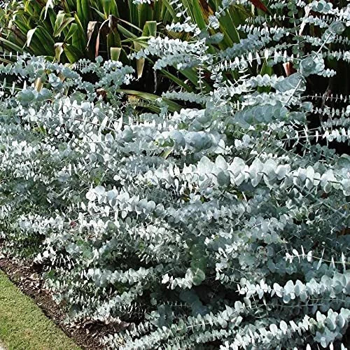 Baby Blue Seeds - 10 Pack - Silver Leaved Mountain Gum - Eucalyptus pulverulenta - Low Maintenance, Drought-Tolerant