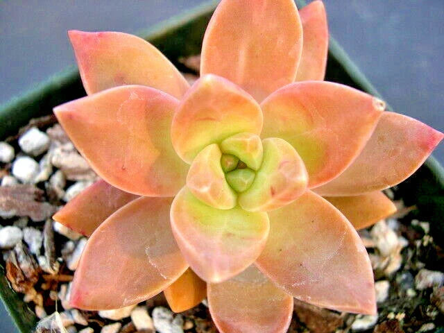GraptoSedum California Sunset Succulent - 2" Rooted Plant, Colorful Variegated Foliage, Easy Care, Drought-Tolerant