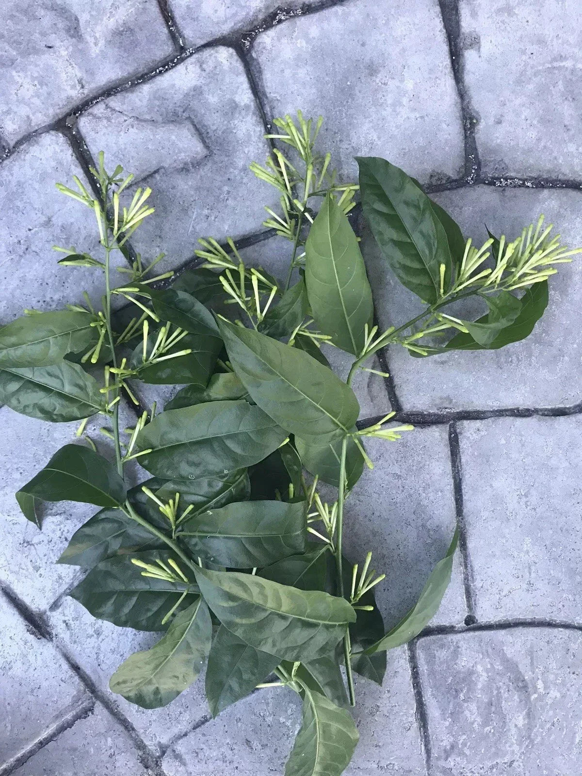 Night Blooming Jasmine Cuttings - 10 Tip Cuttings, Very Fragrant, Cestrum nocturnum, Easy to Grow for Gardens or Containers