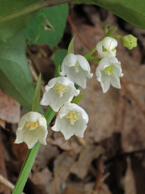 Lily of the Valley Bulbs 5-Pack - White Flowers - Convallaria Majalis - Perennial Plant for Gardens and Spring Blooms