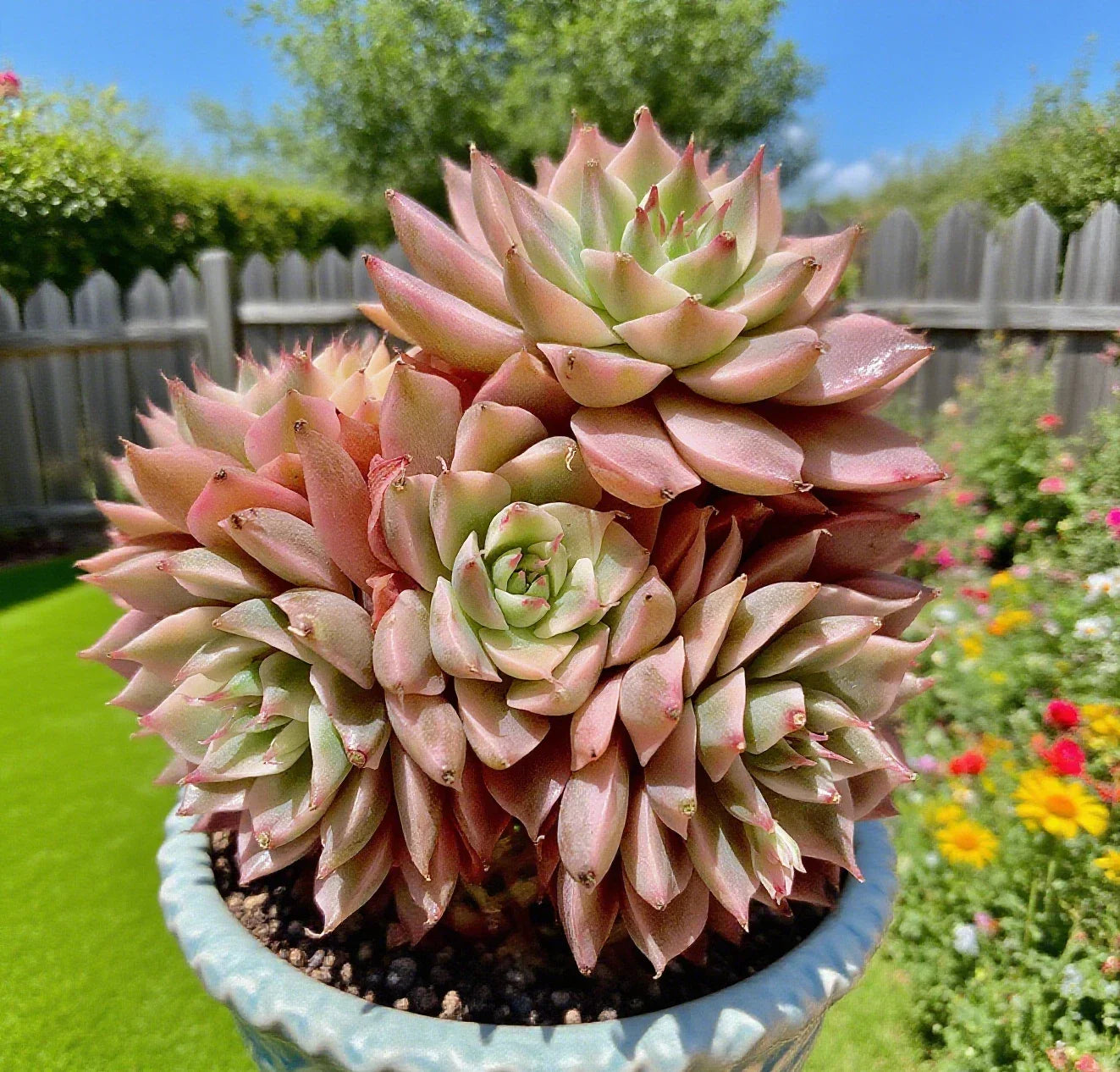 Margaret Succulent Plant - 2.5-3" Rare Echeveria 'Margaret' Bare Root Easy Care Live Succulent for Indoor Garden