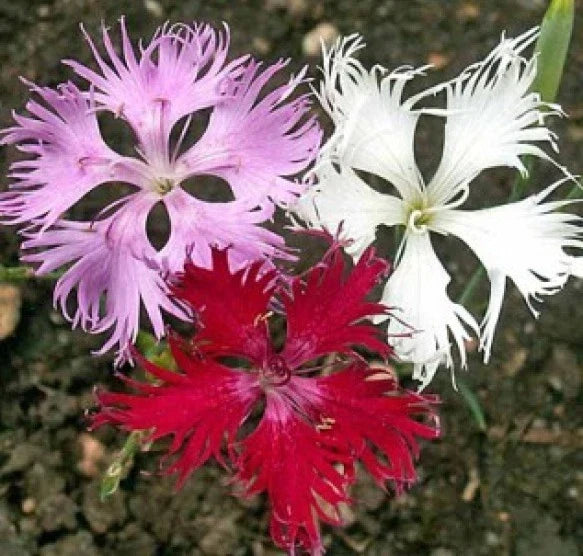 Fringed Pinks Flower Seeds - 100 Pack - Pink Blooms - Dianthus plumarius - Non-GMO, Easy to Grow Garden Seeds