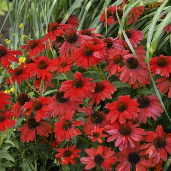 50 Bright Red Coneflower Seeds - Echinacea Purpurea - Perennial Flower Seeds - Attracts Pollinators - US Seller
