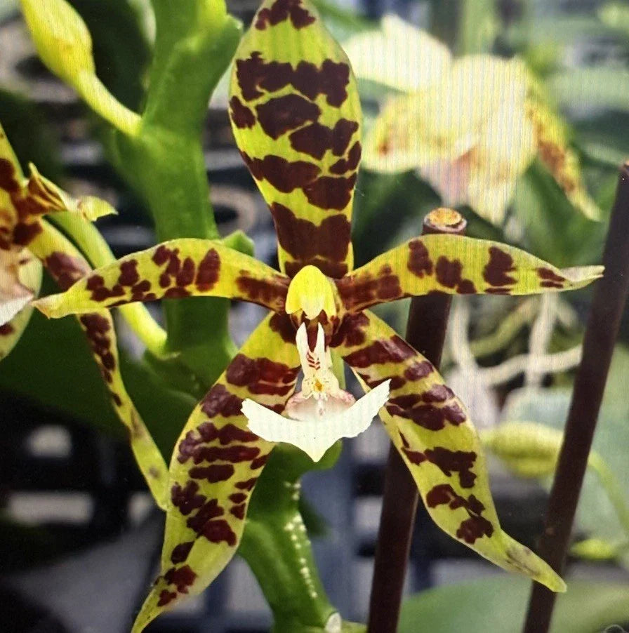 Surprise Orchid Plant Division - Bare Root Unique Variety - Orchidaceae - Perfect for Home & Gift