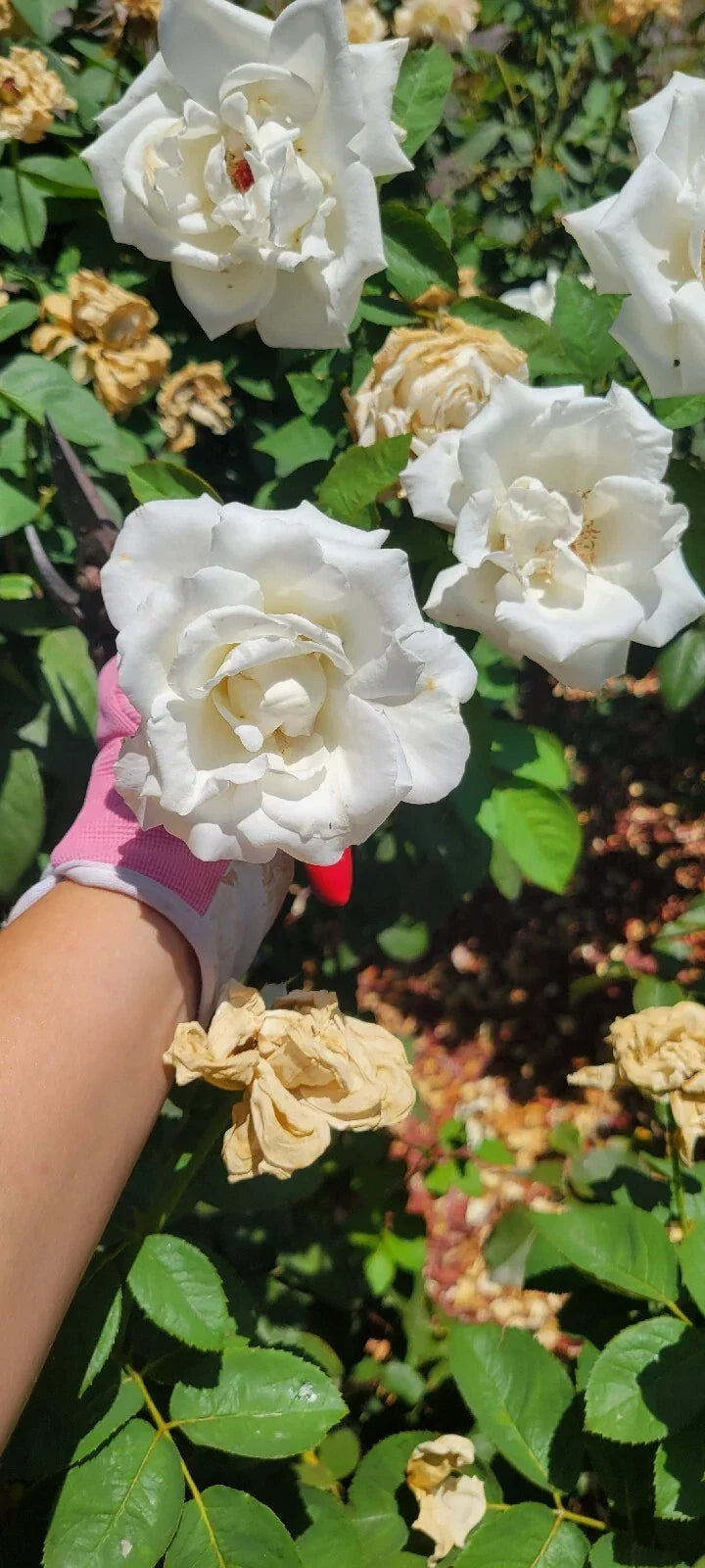 Queen Mary 2 Rose Cuttings - 4 Stems - Heirloom Pink Roses - Rosa 'Queen Mary 2' - Fragrant, Compact, Pollinator-Friendly