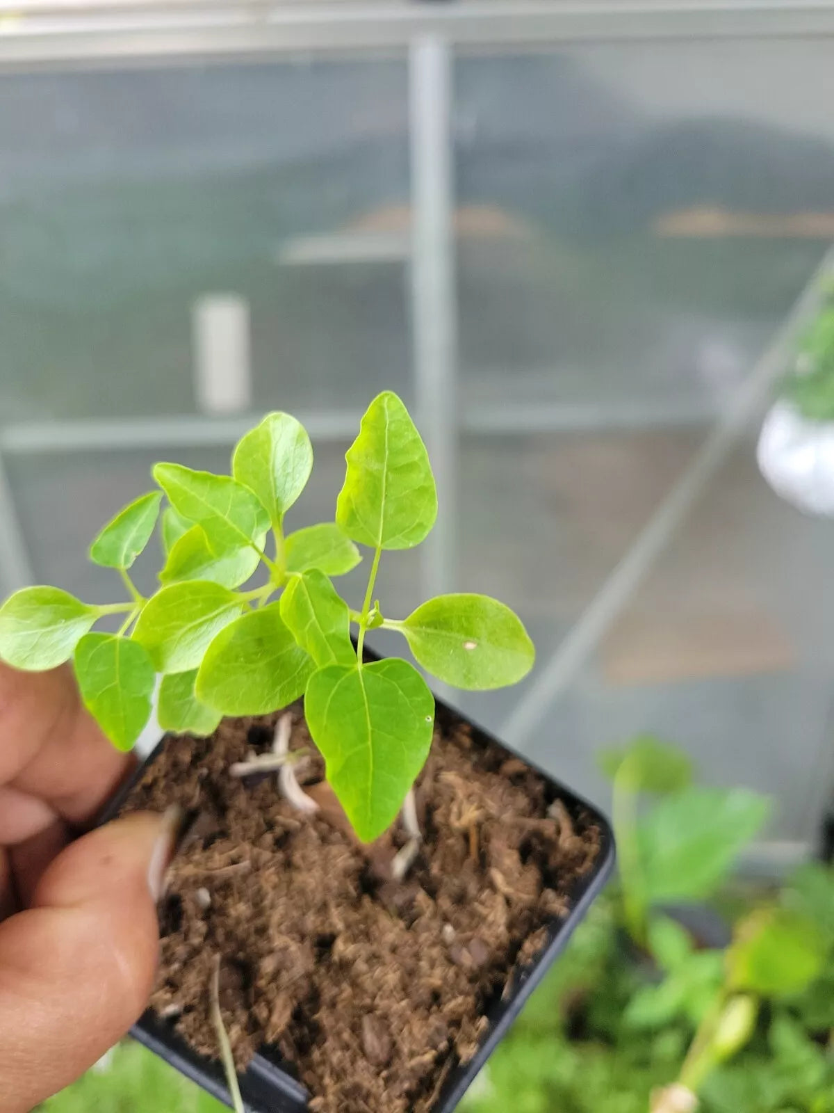 Carica Papaya Tree in 2.5" Pot - Year Round Variety - Sweet Tropical Fruit Plant - Fast-Growing Papaya Plant