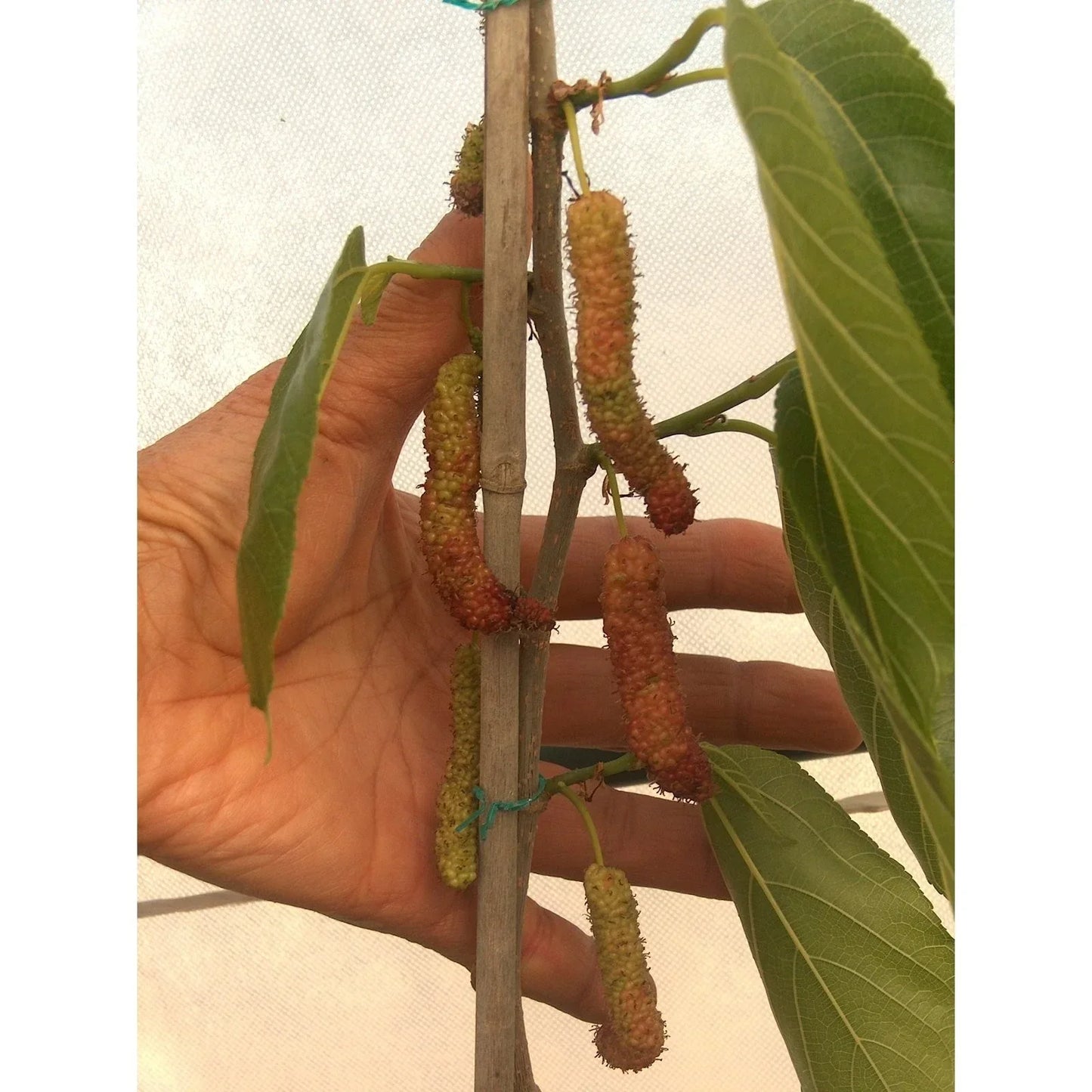 Pakistan Long Black Mulberry Cuttings (4) for Grafting - Morus nigra - High-Quality, Sweet Fruit, Easy to Propagate