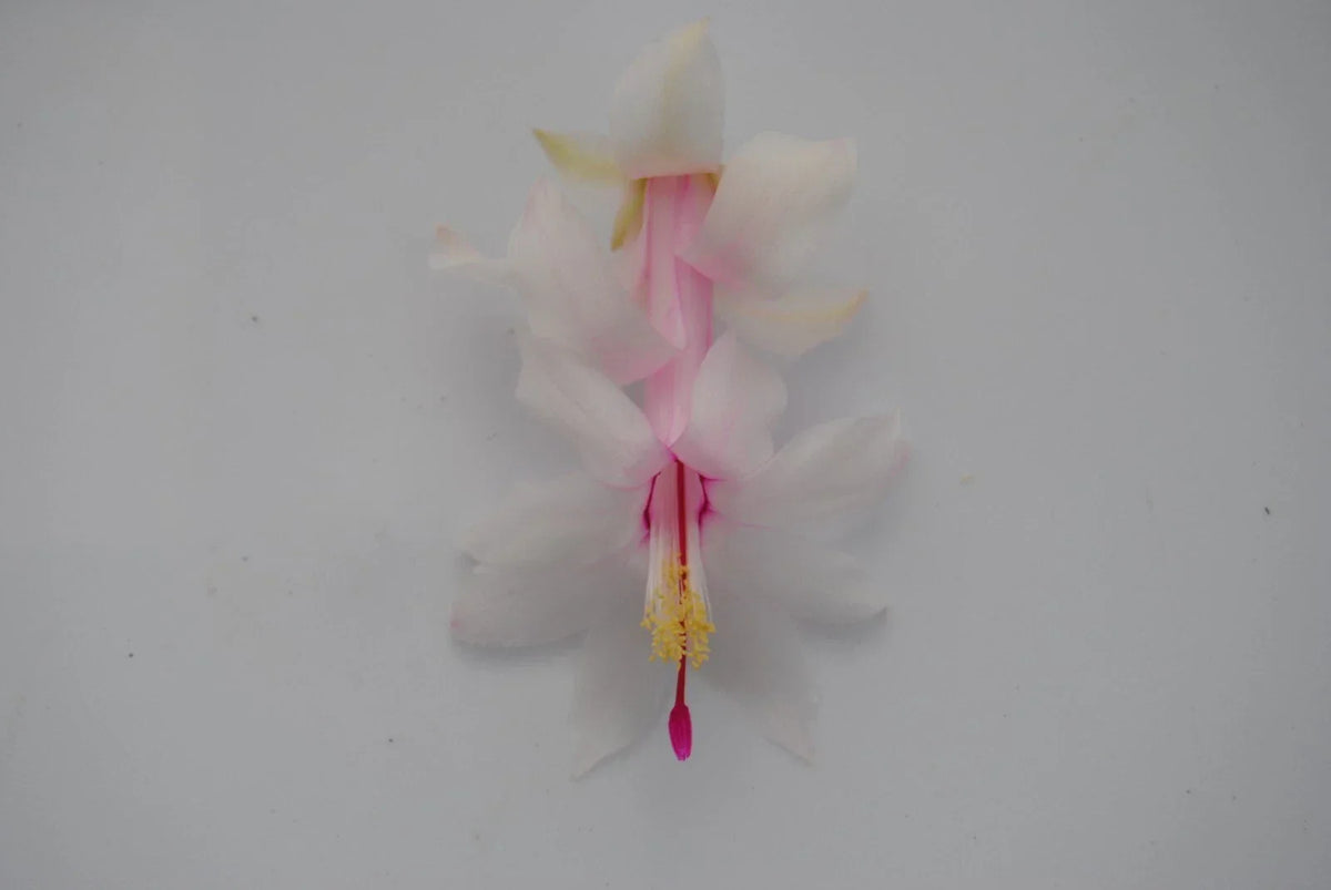 Christmas Cactus Starter Plant - Small White Modesto - Schlumbergera Truncata - Easy Care Indoor Blooming Plant