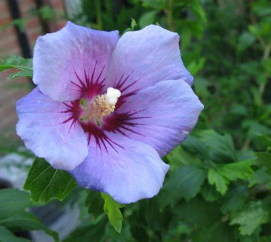 Blue Bird Hibiscus Starter Plant 7L - Althea Rose of Sharon - Hardy Flowering Shrub - Hibiscus syriacus 'Blue Bird'