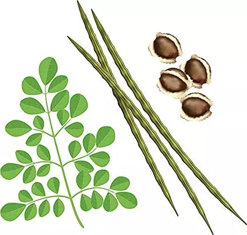 50 Organic Moringa Seeds PKM1 Variety Malunggay Shobhanjana Moringa oleifera - Fast-Growing Nutritional Miracle Tree Seeds