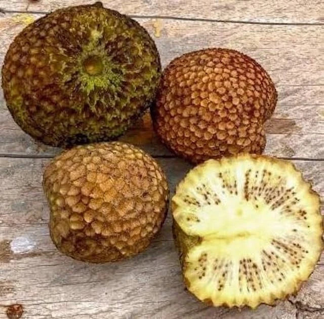 30 Ndea Tree Seeds - Nauclea xanthoxylon - Fast-Growing Tropical Planting Seeds - Hardy Exotic Gardening Seeds