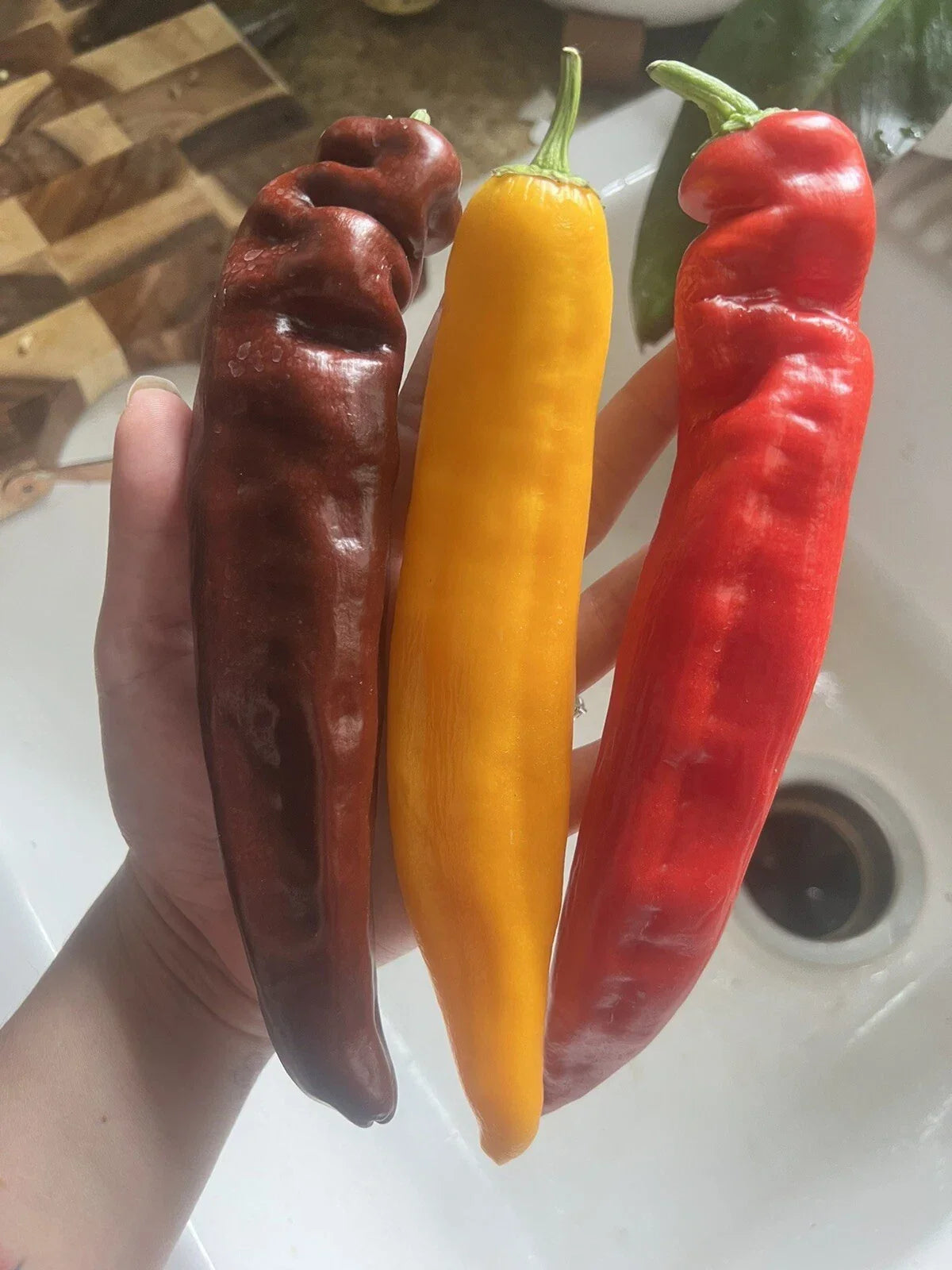 25 XL Sweet Pepper Seeds - Multicolor Variety for Easy Growing - Capsicum annuum - Non-GMO Vegetable Garden Seeds