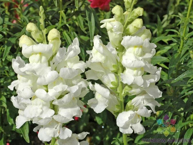 Rocket White Snapdragon Seeds - 1000+ Seeds for Garden Planting - Antirrhinum majus - USA Grown, Easy to Grow