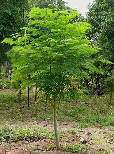 Moringa Tree Seeds - 30 Count - Fast Growing Moringa oleifera - Easy to Grow, Nutrient-Rich, Ideal for Beginners