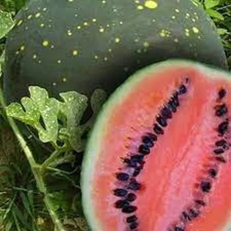 Organic Moon and Stars Watermelon Seeds - 20 Pack - Citrullus lanatus - USA Grown, Non-GMO, Perfect for Home Gardens