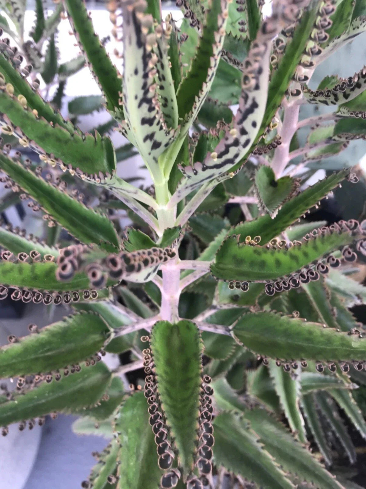 Rooted Succulents - 10 Baby Plants - Mother of Millions - Kalanchoe delagoensis - Easy Care, Drought-Tolerant Succulent