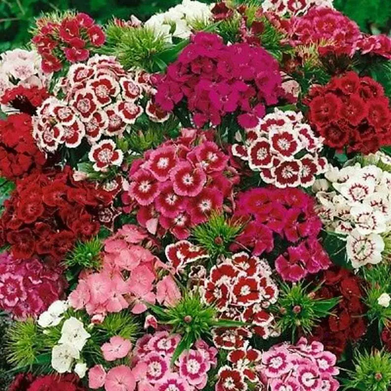Sweet William Flower Seeds 300+ Mixed Multi-Color Scented Seeds (Dianthus barbatus) - Non-GMO, Easy to Grow