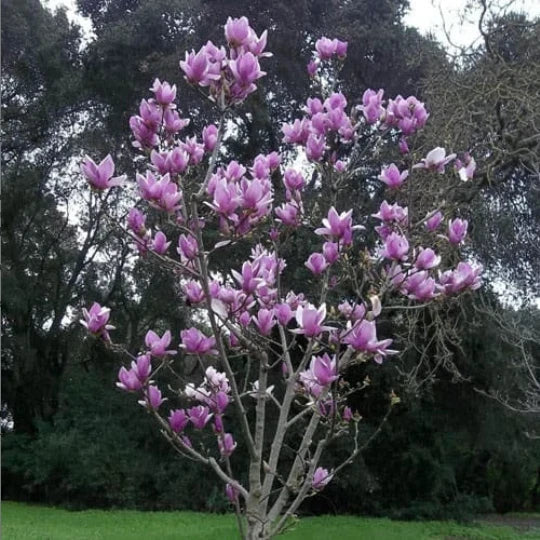 Saucer Magnolia Seedling 3" Flowering Tree Sapling - Magnolia x soulangeana - Pink White Blooms, Easy Care, Attracts Pollinators