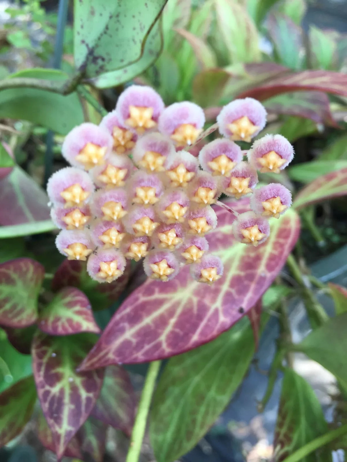 Hoya Obscura 'Major' Rooted Plant in 2.5" Pot - Compact Vining Indoor Plant with Lush Green Leaves (Hoya obscura)