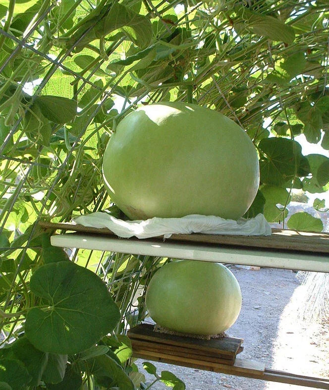 Giant Bushel Gourd Seeds - 5 Pack - Lagenaria siceraria - Non-GMO for Arts & Crafts - USA - Up to 100 lbs Fruit