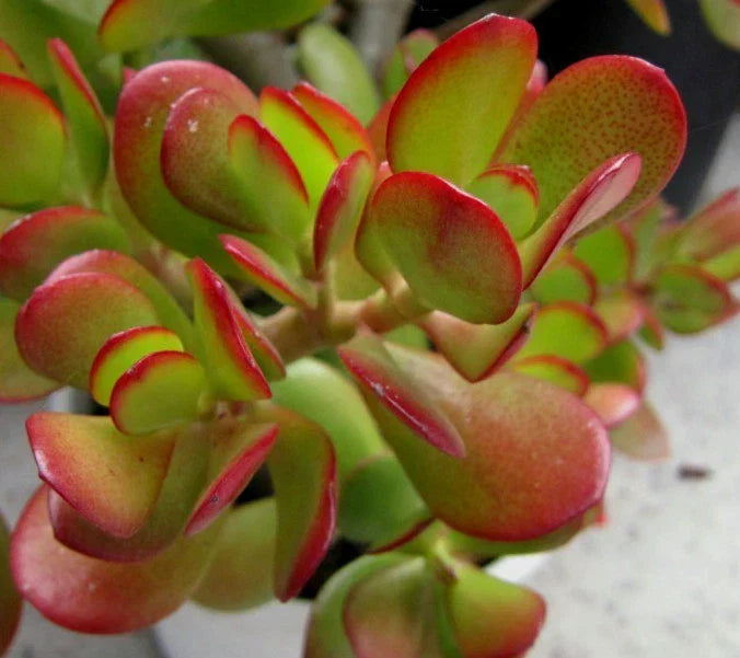 Jade Succulent Cuttings - 2 Green & Red Crassula Ovata for Home Decor & Gardening - Easy Care Indoor Plants