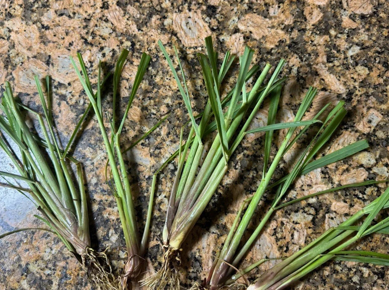Organic Lemongrass Stalks - 20 Fully Rooted Plants - Culinary Herb - Cymbopogon citratus - Ready to Plant for Home Gardens
