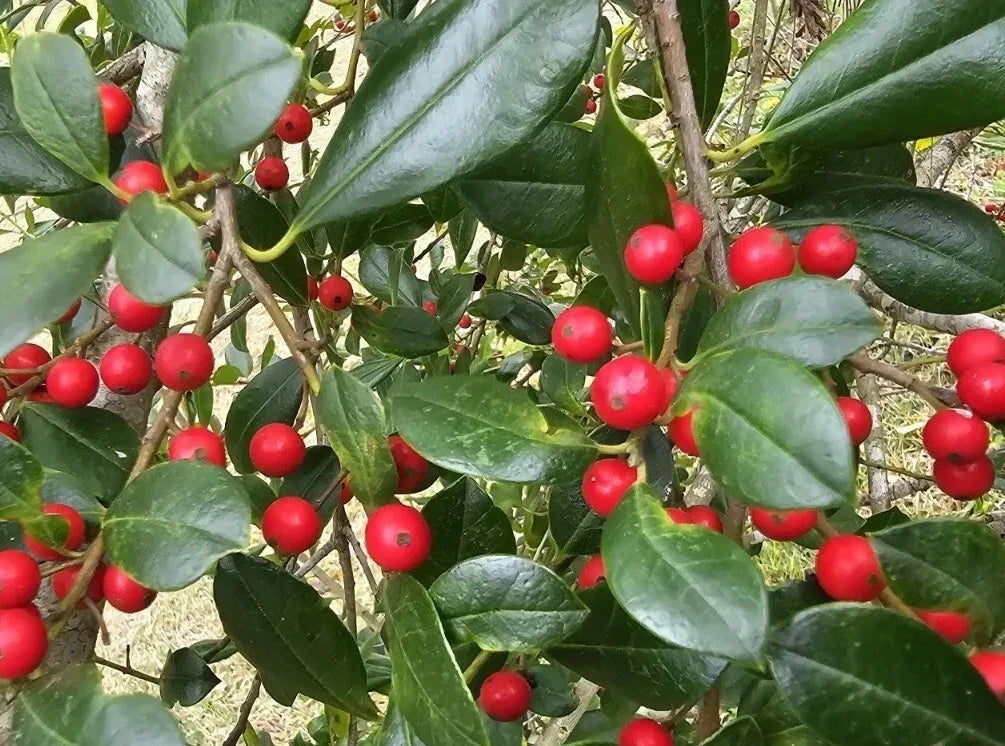 Holly Tree Seeds 100ct East Palatka Ilex x attenuata Rare Exotic Glossy Green Leaves Red Berries Garden Plant