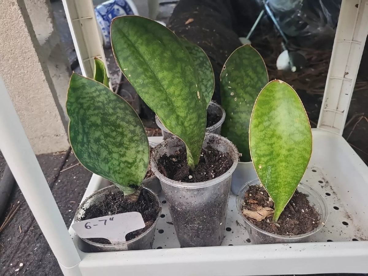 Whale Fin Snake Plant 6-7" Rooted Indoor Plant in 3.5" Pot, Sansevieria Masoniana, Low Maintenance Air Purifier