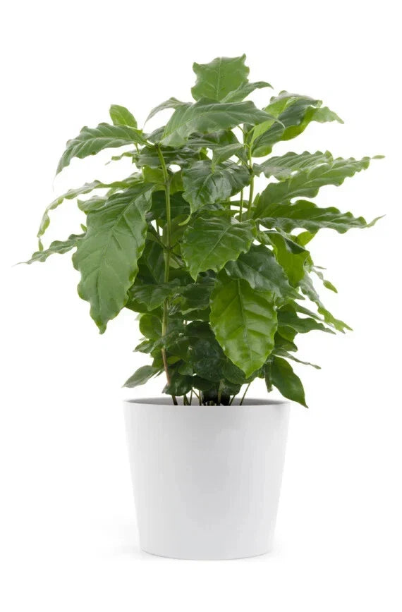 Rooted Arabica Coffee Bean Starter Plant - Coffea arabica - Easy to Grow - Ideal for Home Brewing and Gardening Enthusiasts