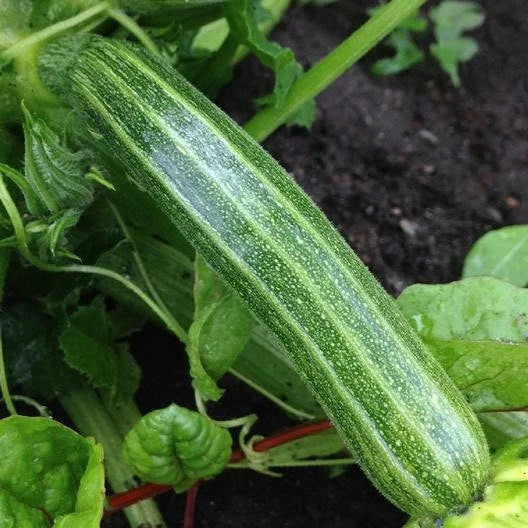 Cocozelle Zucchini Seeds - Non-GMO Italian Summer Squash - Cucurbita pepo - Gardening Seeds Packet (Approx. 20 Seeds)