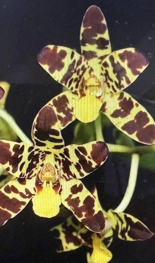 Orchid Plant - 1 Bare Root Stem - Anaselia Africana - Indoor Gardening, Easy Care Orchid