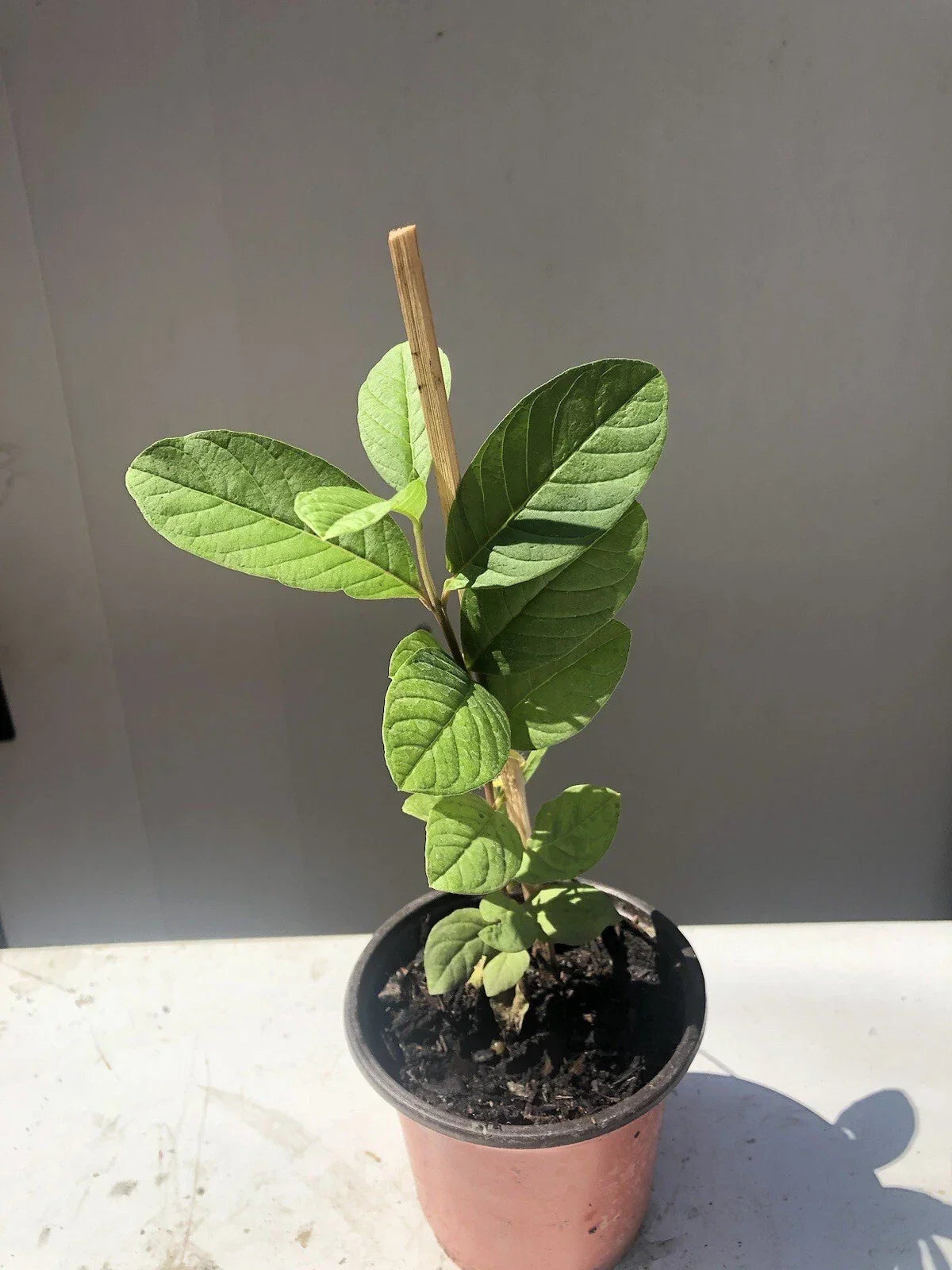 Sweet Pink Guava Tree 10” Pot Tropical Live Plant Psidium guajava, Low-Maintenance, Ideal for Container Gardening