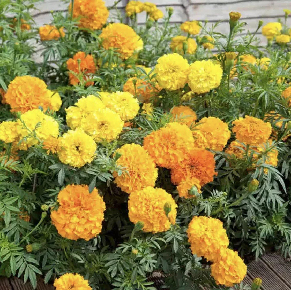 25 Marigold Seeds Crackerjack Mix Heirloom Flowers Tagetes erecta - Vibrant Annual Blooms for Garden & Container Planting