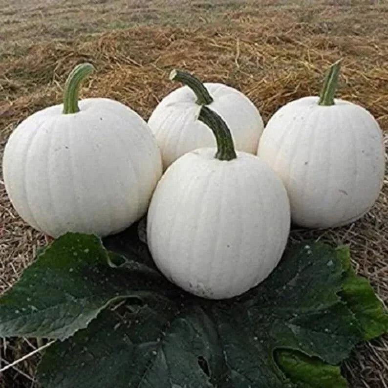 Casper White Pumpkin Seeds - 20 Pack - Non-GMO - Rare Variety - Cucurbita pepo - Perfect for Decorations & Culinary Use