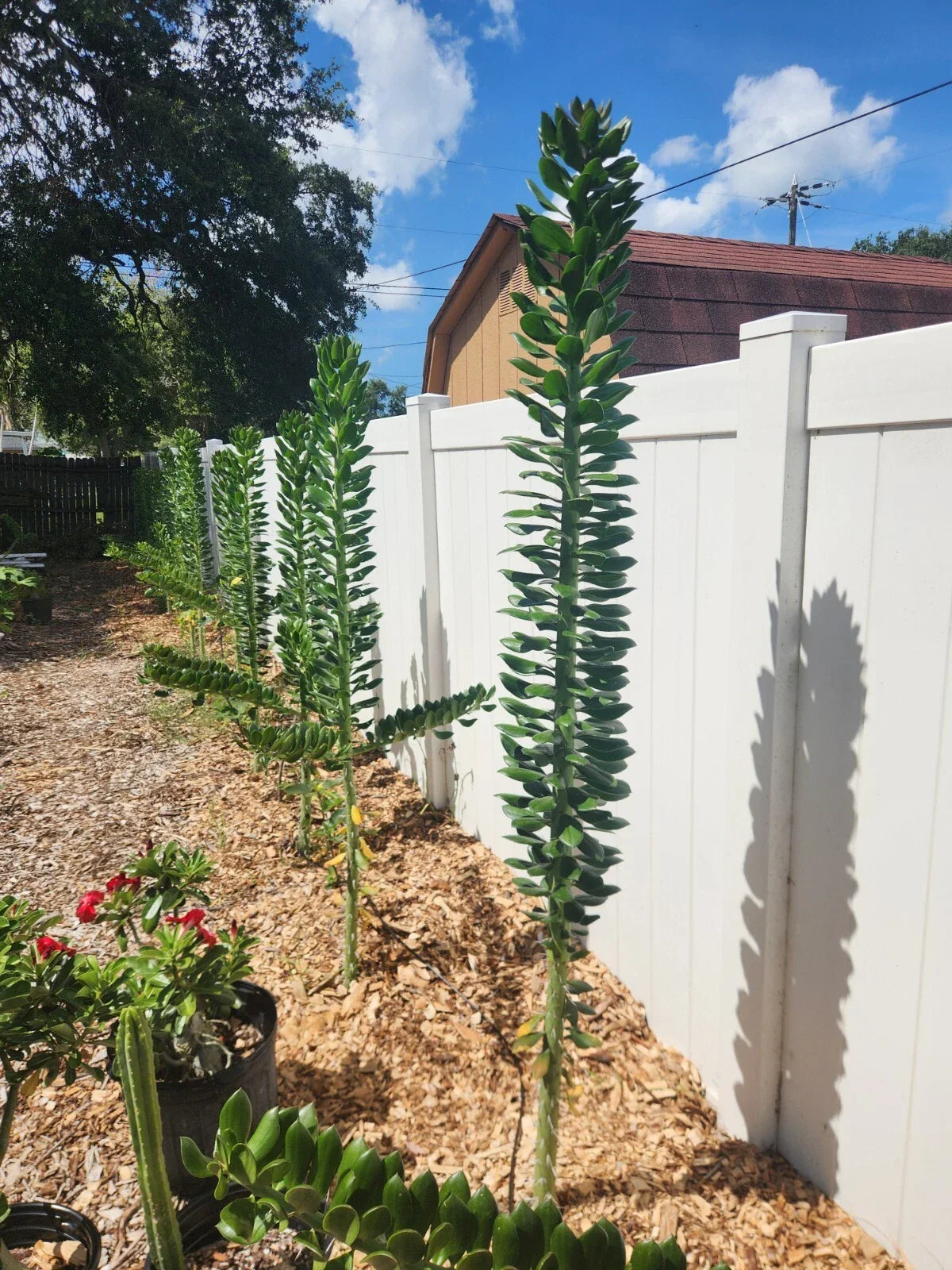Giant Pereskiopsis Cuttings 5" - Thick Stemmed Cactus for Propagation - Pereskiopsis spp. - Ideal for Indoor/Outdoor Gardening