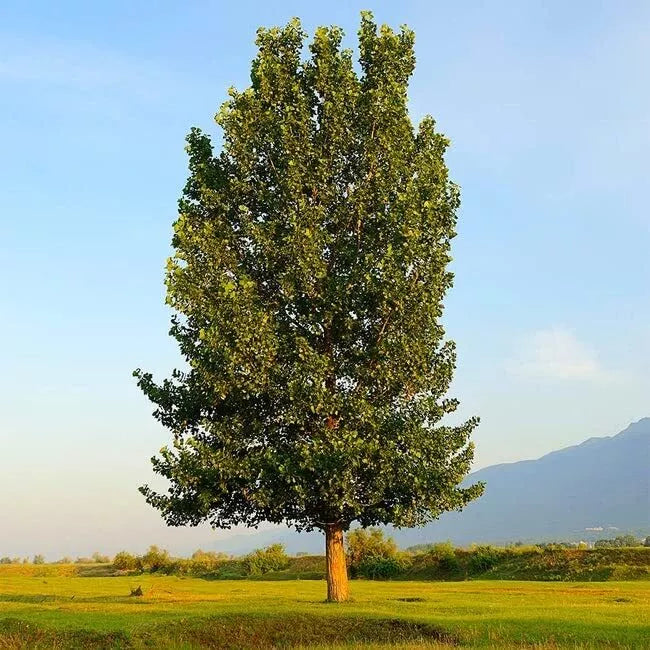 Hybrid Poplar Trees 4 Pack - Fast Growing Privacy Shade Landscaping - Populus deltoides x Populus nigra Starter Plants