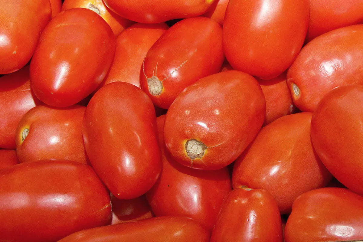 Roma Tomato Seeds 100 Ct - Heirloom Variety for Sauce - Solanum lycopersicum - Non-GMO, Disease Resistant, USA Shipping