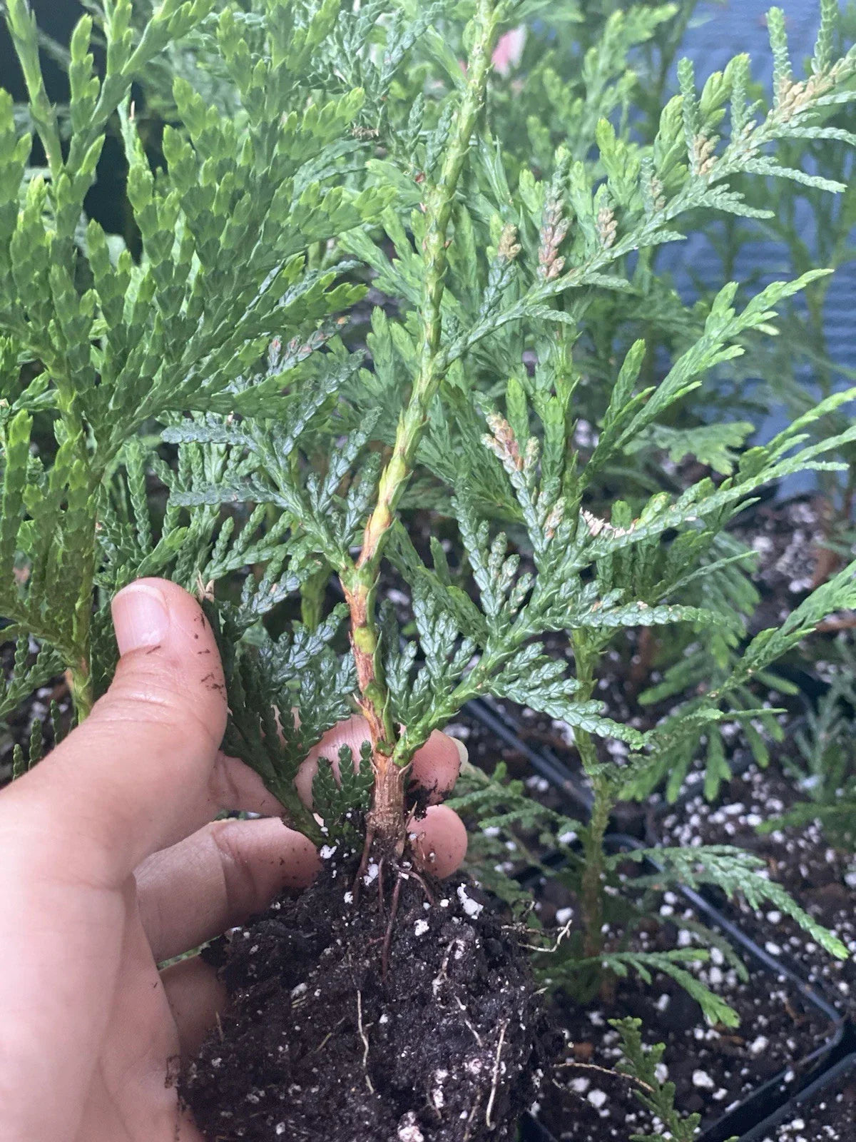 Rooted Starter Plant - 10 Bare Root Green Giant Arborvitae - Thuja standishii x plicata - Ideal for Hedges and Privacy Screens