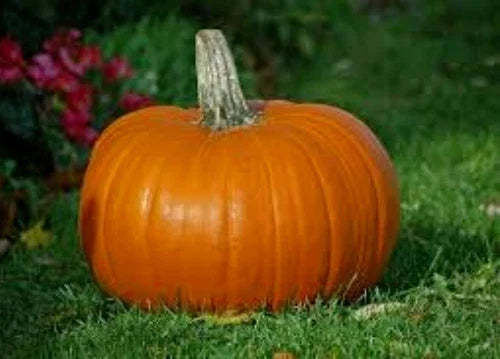 Organic Heirloom Pie Pumpkin Seeds, 50 Seeds, Baking Variety, Cucurbita pepo - Ideal for Home Gardening and Seasonal Decor