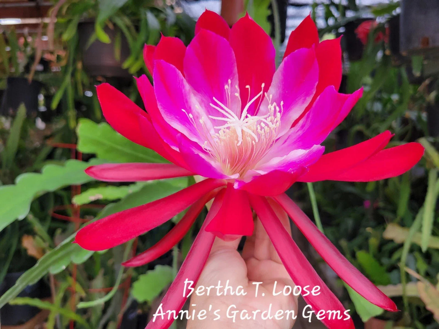 Epiphyllum Cuttings - 8 to 10 Inches - Bertha T Unrooted - Tropical Cactus (Epiphyllum oxypetalum) for Propagation
