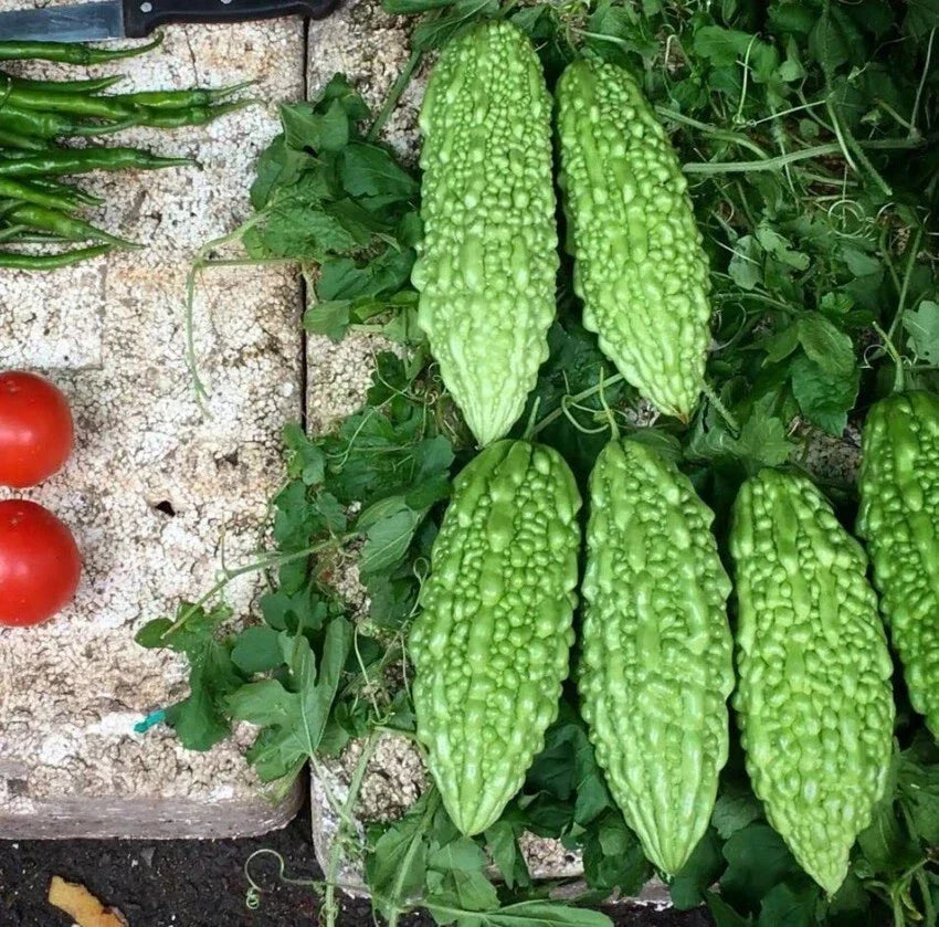 Live Green Bittermelon Plant - 4" Pot - Rare Momordica charantia - Garden Ready, Compact & Easy Care for Home Gardening