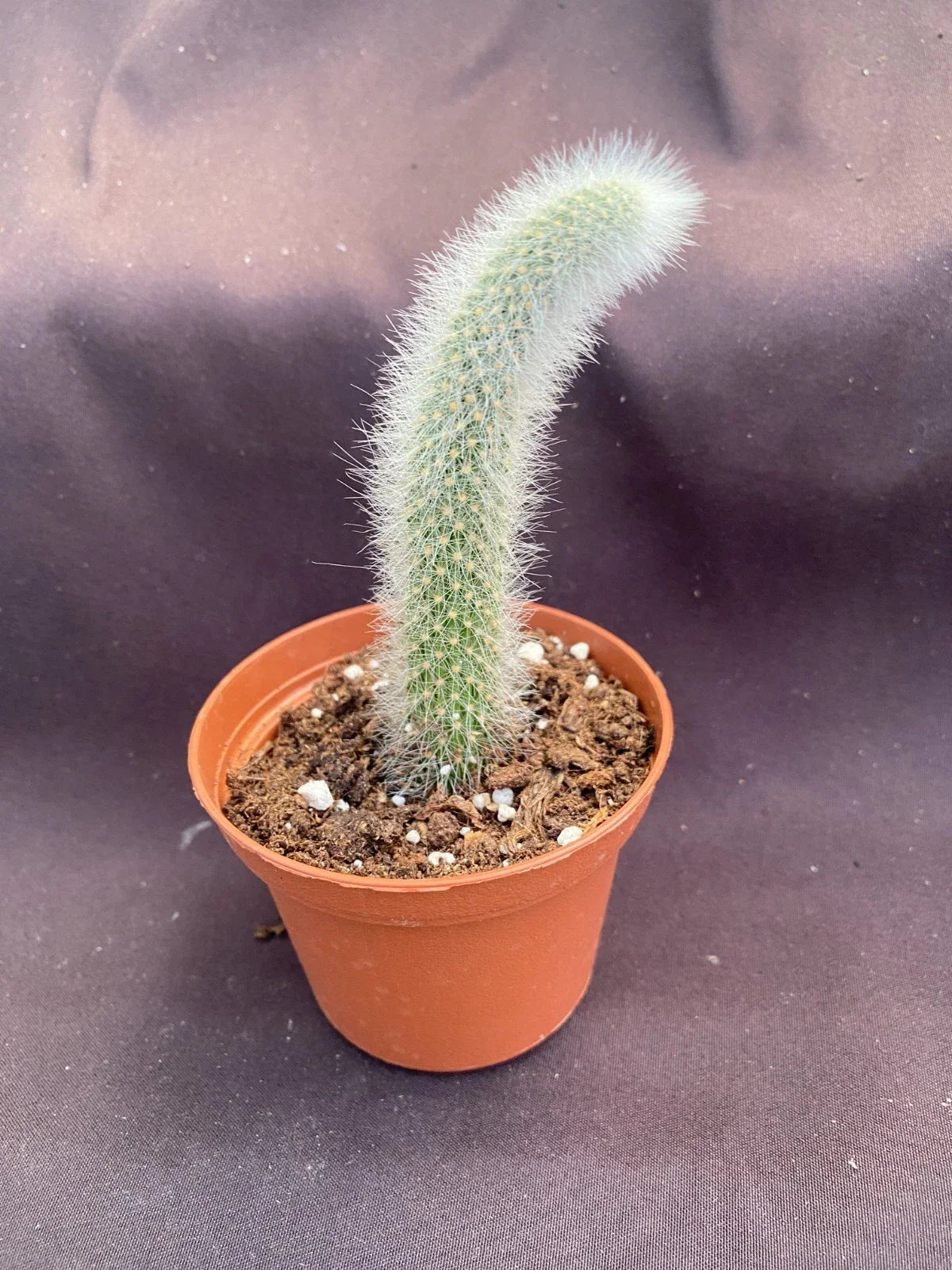 Monkey Tail Cactus Plant - 3" Pot - Cleistocactus colademononis - Unique Green Succulent for Home Decor