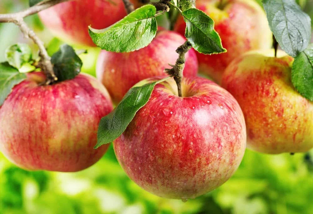 Apple Tree Seeds - 30 Seeds - Malus pumila - Common Apple for Home Gardening and Orchards